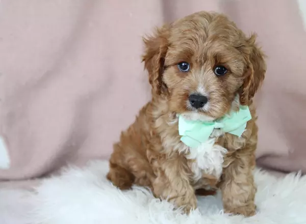 Cavapoo - Pope