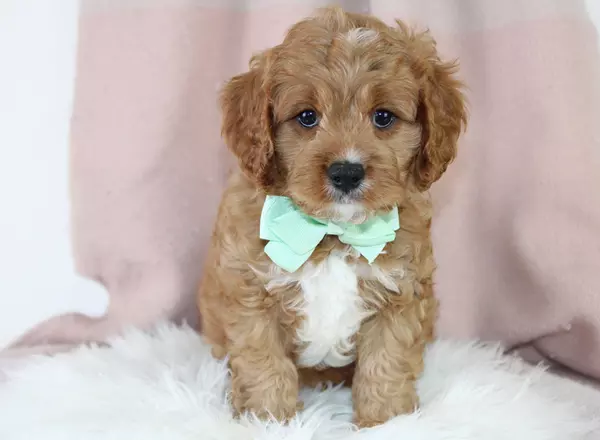 Cavapoo - Alferd