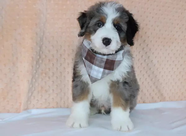 Mini Bernedoodle - Jacky