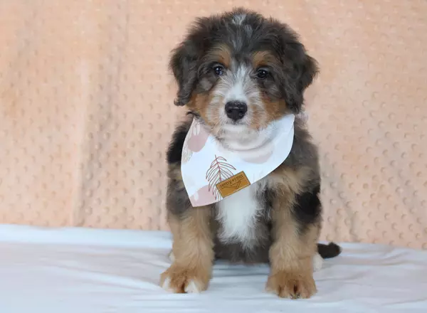 Mini Bernedoodle - Magdalena