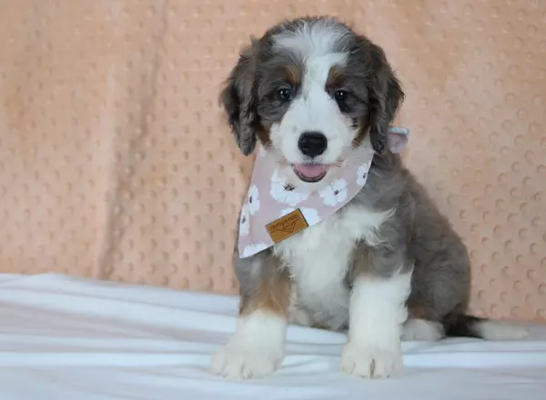 Mini Bernedoodle - Claret