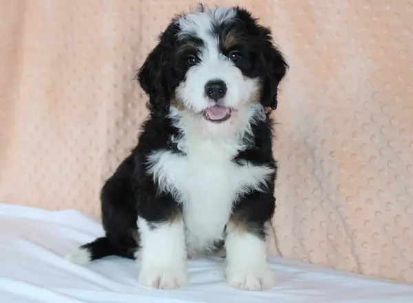 Mini Bernedoodle - Truman