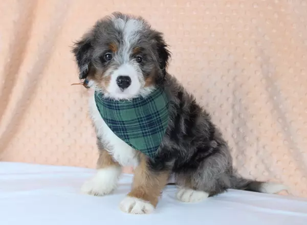 Mini Bernedoodle - Fox