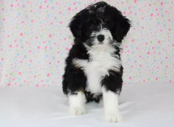 Mini Bernedoodle - Carlie