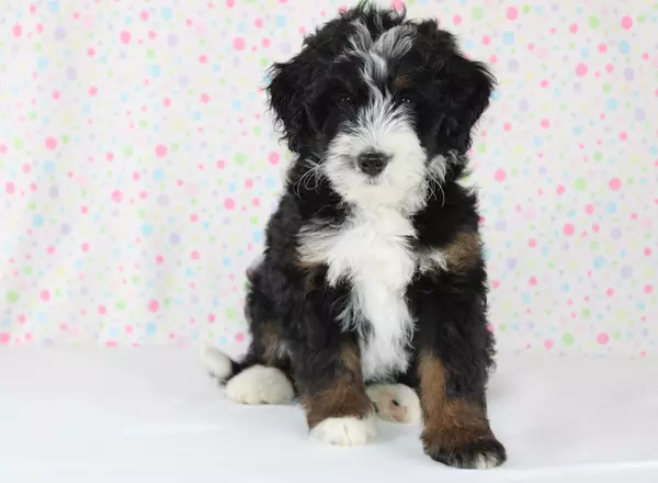 Mini Bernedoodle - Kade