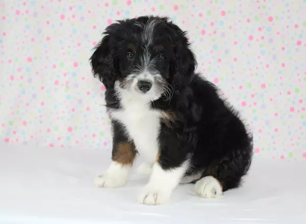 Mini Bernedoodle - Canyon