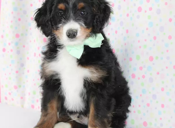Mini Bernedoodle - Landon