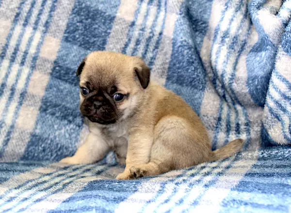 Pug - Cooper
