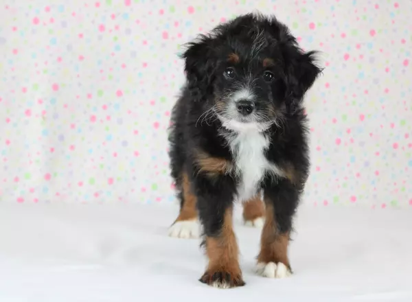 Mini Bernedoodle - Jaxon