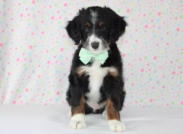 Mini Bernedoodle - Cordelle