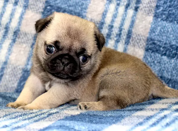 Pug - Lisa