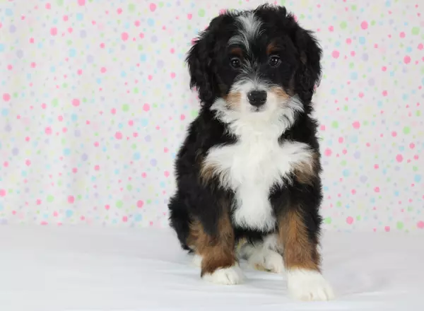 Mini Bernedoodle - Zadyn