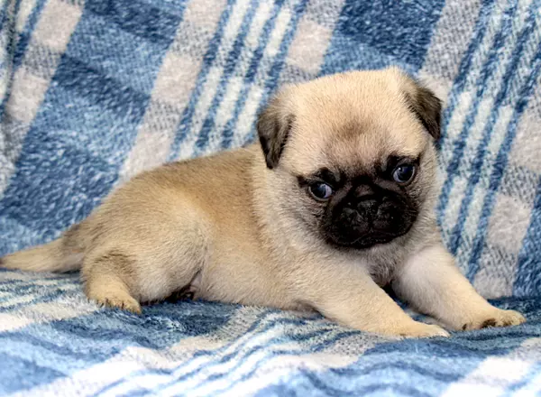 Pug - Willie