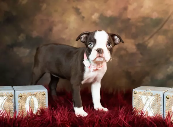 Boston Terrier - Solo