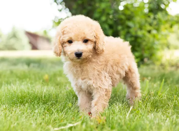Toy Poodle - Sunny