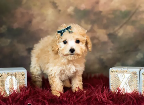 Toy Poodle - Cher