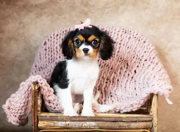 Cavalier King Charles Spaniel - Dezzie