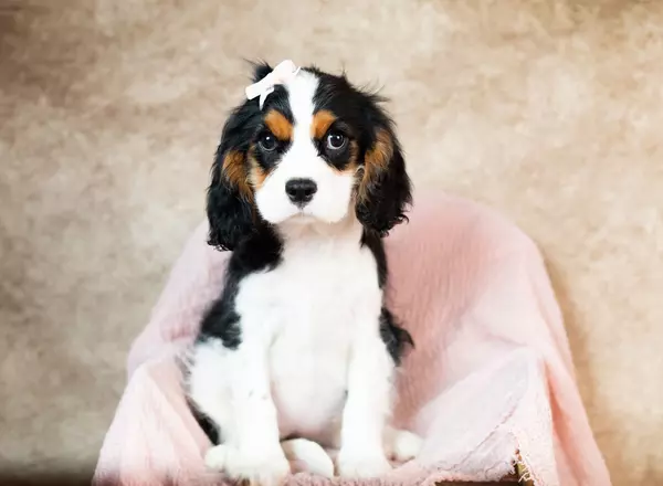 Cavalier King Charles Spaniel - Della