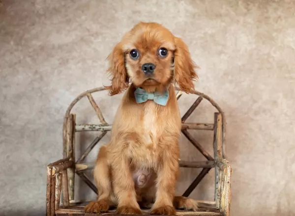 Cavalier King Charles Spaniel - Royalty