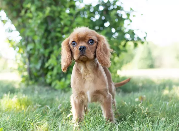 Cavalier King Charles Spaniel - Ritz