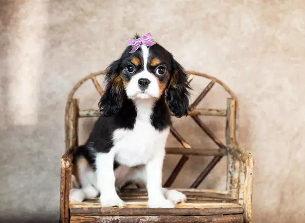 Cavalier King Charles Spaniel - Rita