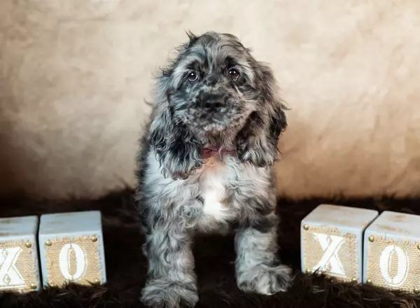 Cocker Spaniel - Bellamy