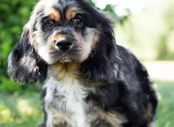 Cocker Spaniel - Buzzy