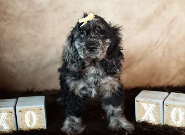 Cocker Spaniel - Bonnie