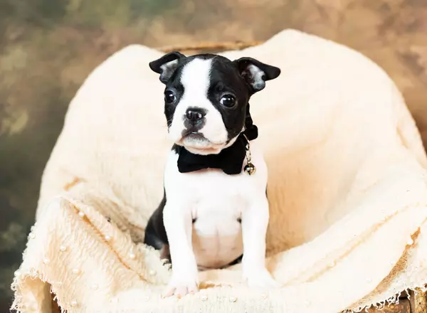 Boston Terrier - Rover