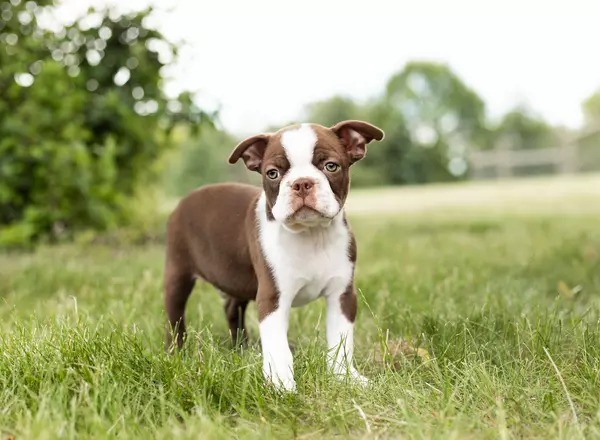 Boston Terrier - Oliver