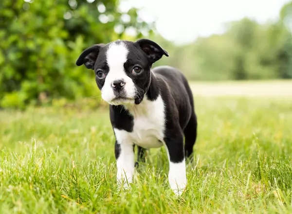 Boston Terrier - Bruno