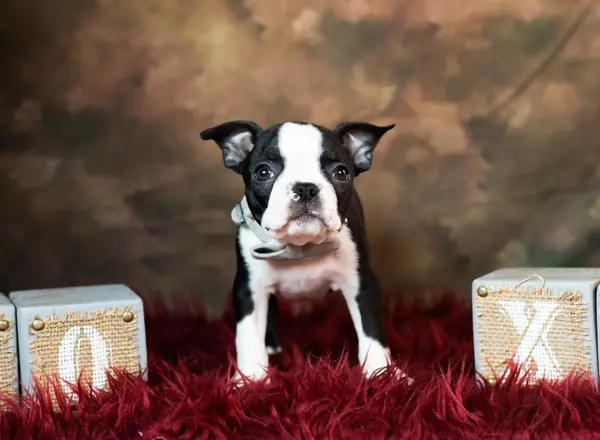Boston Terrier - Louie