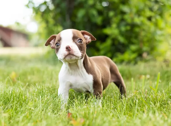 Boston Terrier - Sophie