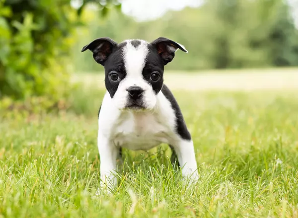 Boston Terrier - Millie