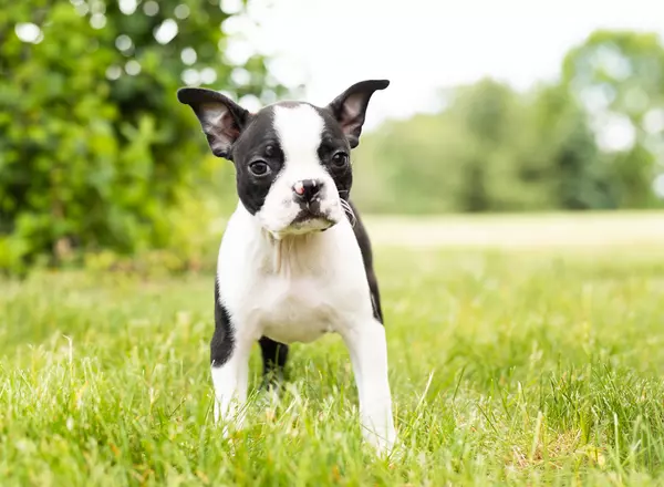 Boston Terrier - Poppy