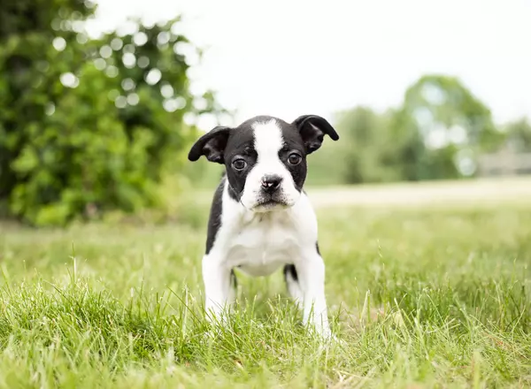 Boston Terrier - Nala