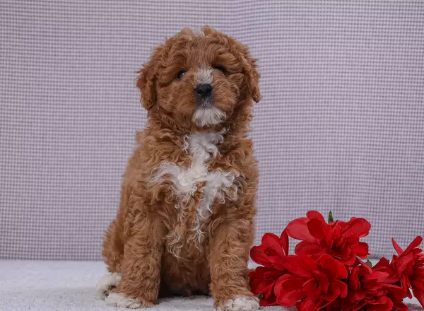 Mini Goldendoodle - Griffin