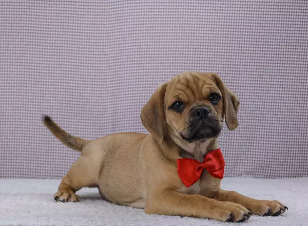 Puggle - Diesel