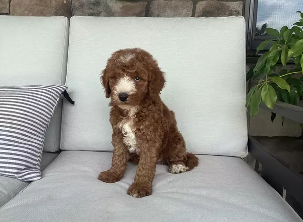 Goldendoodle - Nora