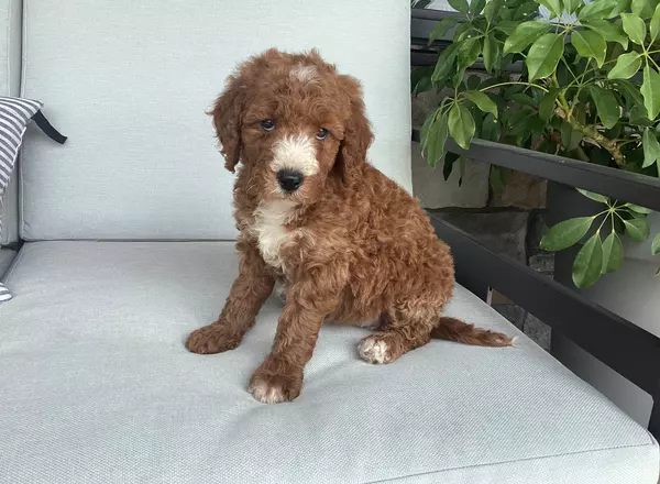 Goldendoodle - Lennie
