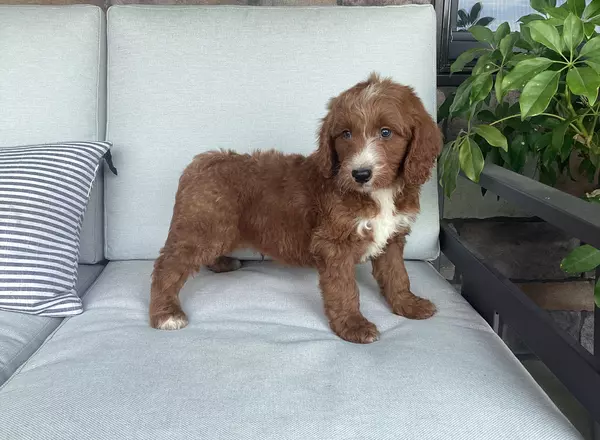 Goldendoodle - Sol