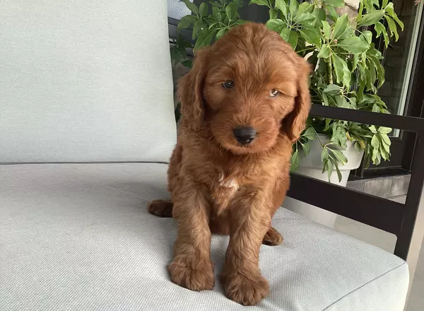 Goldendoodle - Ruby