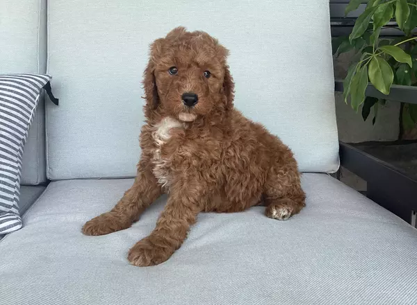 Goldendoodle - Sammy