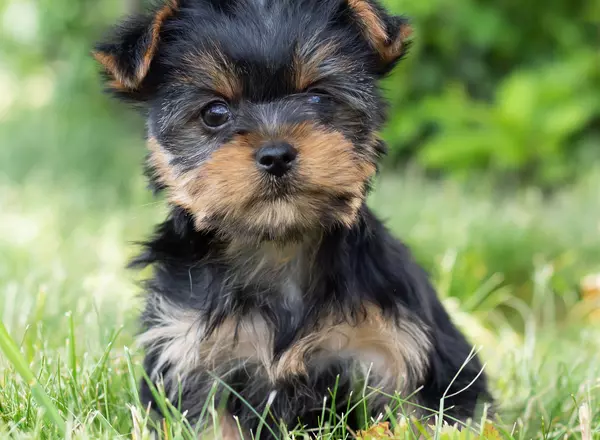 Yorkshire Terrier - Dora