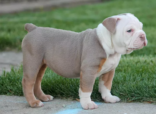 Olde English Bulldogges - Bluegate's LuLu