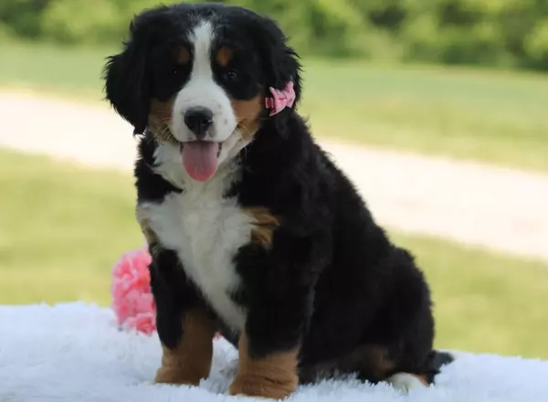 Bernese Mountain Dog - Sharlene