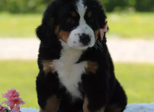 Bernese Mountain Dog - Sarah