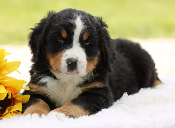 Bernese Mountain Dog - Seth