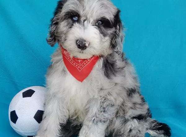 Sheepadoodle - Toby (medium)