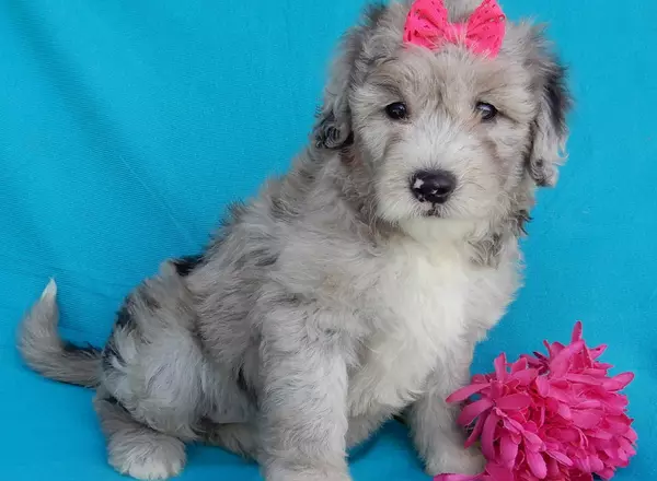 Sheepadoodle - Paisley (medium)